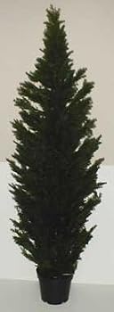 6' OUTDOOR Cedar / Arborvida Plant