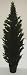 INDOOR / OUTDOOR Giant 7' Cedar Arborvida Tree Image