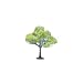 Small Maple Trees (4)