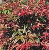 0.5m Japanese Maple Plant - Acer Palmatum Shindeshojo