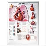 The The Heart 3D Raised Relief Chart