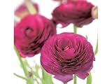 Kitchen & Housewares : Greeting Card Midi - Dark Pink Ranunculus