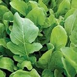 Organic Roquette Salad Arugula - 300 Seeds - Heirloom