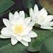 Hardy Water Lily White Profuse Bloomer