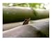 Bamboo Lizard Photographic Poster Print by Onj, 20x16