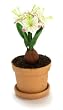 Dollhouse Miniature White Flowering Amaryllis