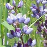 Wild Lupine (Lupinus perennis) - Jumbo Wildflower Seed Packet
