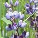 Wild Lupine (Lupinus perennis) - Jumbo Wildflower Seed Packet
