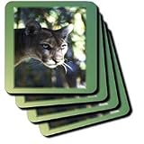 Florida Green Eyed Panther - Set Of 4 Coasters - Soft