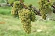 Chardonnay Grape Vine One Gallon