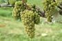 Chardonnay Grape Vine One Gallon