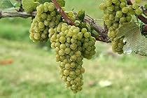 Chardonnay Grape Vine One Gallon