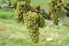 Chardonnay Grape Vine One Gallon