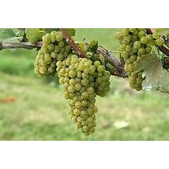 Chardonnay Grape Vine One Gallon