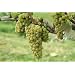 Chardonnay Grape Vine One Gallon
