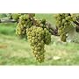 Chardonnay Grape Vine One Gallon