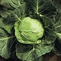 SUTTONS SEEDS: Organic Cabbage Derby Day Seeds (55 seeds) Alan Titchmarsh Range