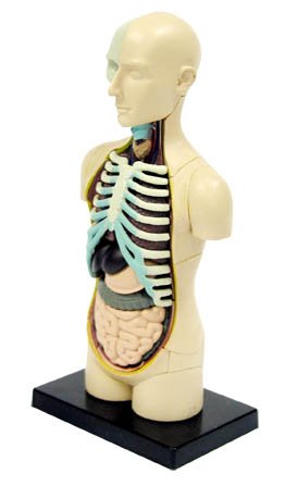 31ZsWQzRpnL Human Body Anatomy Model 4D Human Body Anatomy Puzzle # EDU 37413