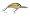 Tennessee Shad