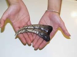 Utahraptor Claw Replica