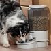 Pet Supplies : Auto Pet Feeder-Holds 10 Pounds of Food-Medium (Light Grey) (10"H x 23"W x 10"D)