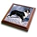 Dogs Border Collie - Border Collie - Trivets