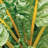 Organic Early Russian Cucumber - 85 Seeds - B001DIQZ1G