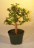 Bonsai Boy's Pre Bonsai Baby Jade Bonsai Tree - Medium<br><i>Portulacaria Afra</i>