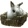 Peter's Woven Grass Pet Bed