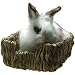 Peter's Woven Grass Pet Bed