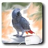 Birds - African Grey Parrot - Mouse Pads