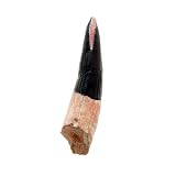スピノサウルス 歯イメージ