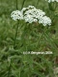 Yarrow Herbal Tea
