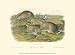 Worm-wood Hare - John Woodhouse Audubon Art Print Poster 13 x 9.