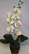 Silk Phaleonopsis Orchid (cream/pink) in Dark Wood