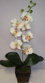 Silk Phaleonopsis Orchid (cream/pink) in Dark Wood
