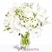 White Elegance