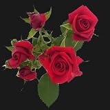 LAST CHANCE FOR V-DAY DELIVERY Over 100 Blooms of Red Spray Roses for Valentine's Day, Buy 50, Get over 50 FREE. ONLY BY SPRING IN THE AIR.