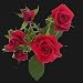 40 Stems of Valentine's Day Red Spray Roses, Buy 20, Get 20 FREE. ONLY BY SPRING IN THE AIR. ORDERS RECEIVED BETWEEN JAN 29TH AND FEB 8 WILL BE DELIVERED ON VALENTINES DAY