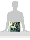 2016 Maine Coon Cat Down East Wall Calendar 2016 Maine Coon Cat Down East Wall Calendar