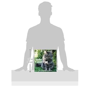2016 Maine Coon Cat Down East Wall Calendar