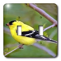 Birds - American Gold Finch - Light Switch Covers - double toggle switch