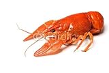 Wallmonkeys Peel and Stick Wall Decals - Crawfish - Removable Graphic