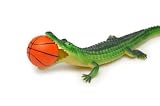 Crocodile with Basketball Isolated on White - 24"W x 16"H - Peel and Stick Wall Decal by Wallmonkeys