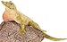 Plush Green Anole 18