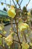 Review Longacres  / Corylopsis pauciflora 3L