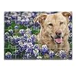 Custom Glossy Wooden Puzzle,10x14, 30 Pieces Created From Your Favorite Photo