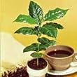 Kona Coffee Bean 10 Tree Seeds -Coffea-Gourmet-Tropical