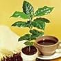 Kona Coffee Bean 10 Tree Seeds -Coffea-Gourmet-Tropical