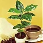 Kona Coffee